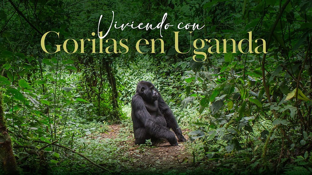 Viviendo con Gorilas en Uganda