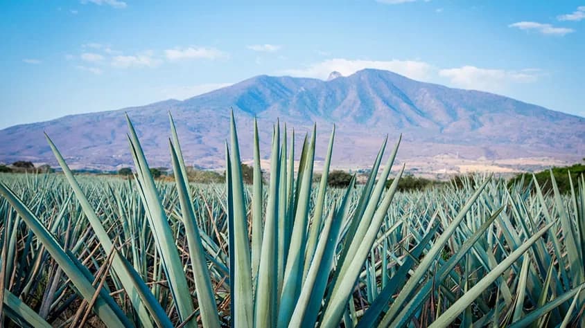 Fin de Semana en Tequila