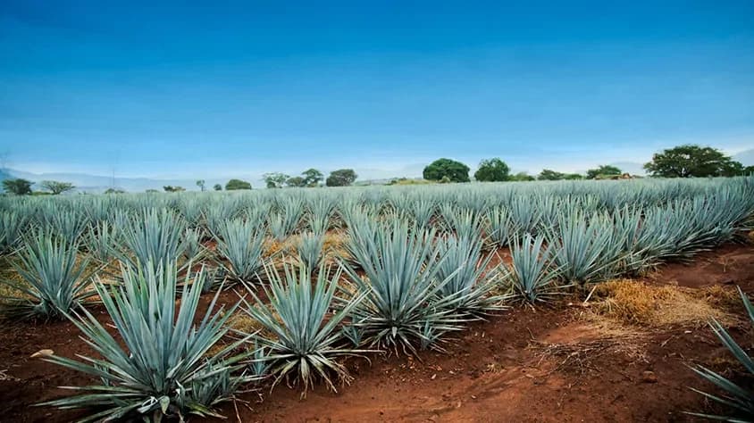 Guadalajara al completo